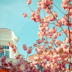Kirschblüte / Bonner Altstadt