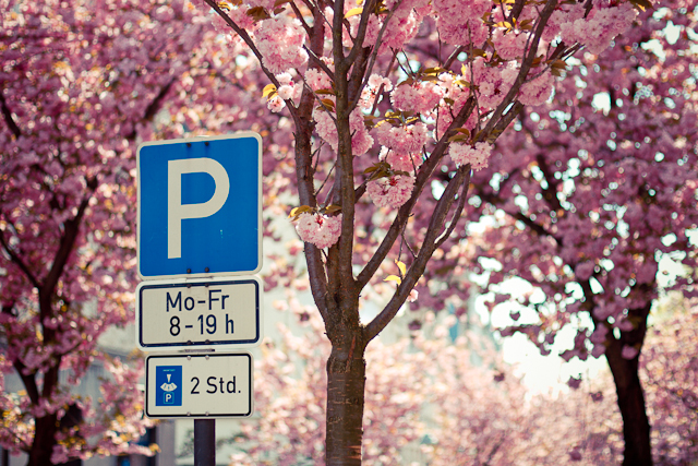 Kirschblüte / Bonner Altstadt