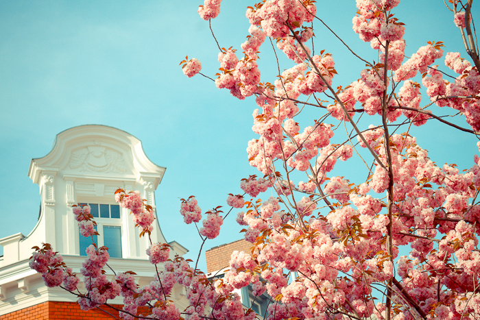 Kirschblüte / Bonner Altstadt