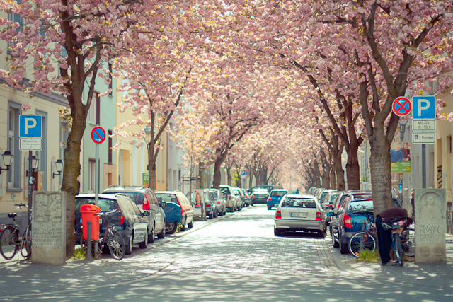 Kirschblüte / Bonner Altstadt